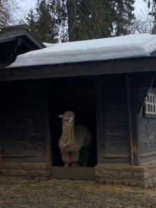 Visite du Bois-du-Petit-Château