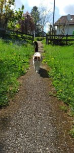 Visite du chat des voisins